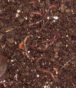 Photo of worms in compost