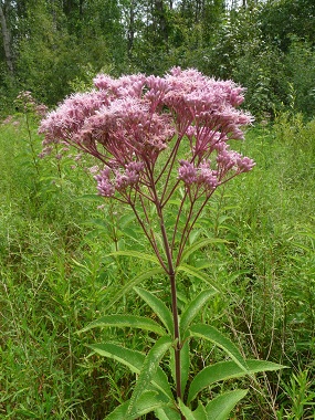 joe pye weed