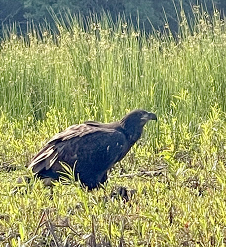 Immature Bald Eagle